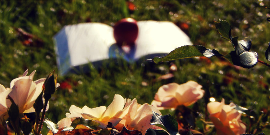 Na trawniku zakrzakiem białej róży leży książka, a na niej czerwone jabłko.