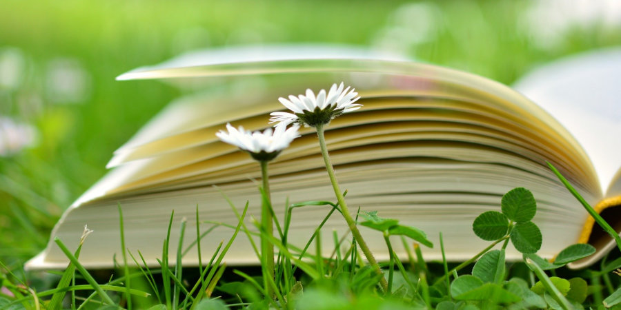 Na pierwszym planie 2 białe stokrotki wyrastające z zielonej trawy. W tle otwarta kremowa książka leżąca na zielonej trawie.