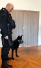 Policjant trzyma na smyczy psa policyjnego w kagańcu.
