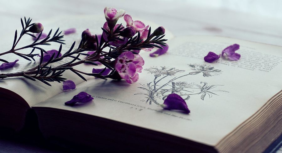 Rozłożona książka, na której leżą polne fioletowe kwiaty.