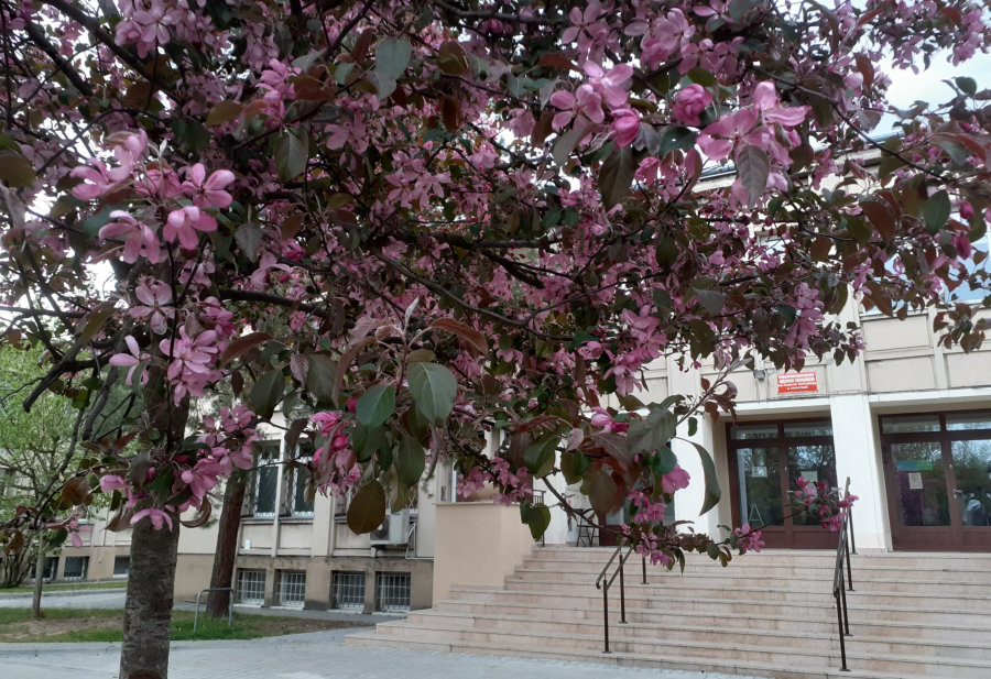 Na pierwszym planie kwitnące na różowo drzewo. W tle beżowe schody prowadzące do budynku biblioteki.